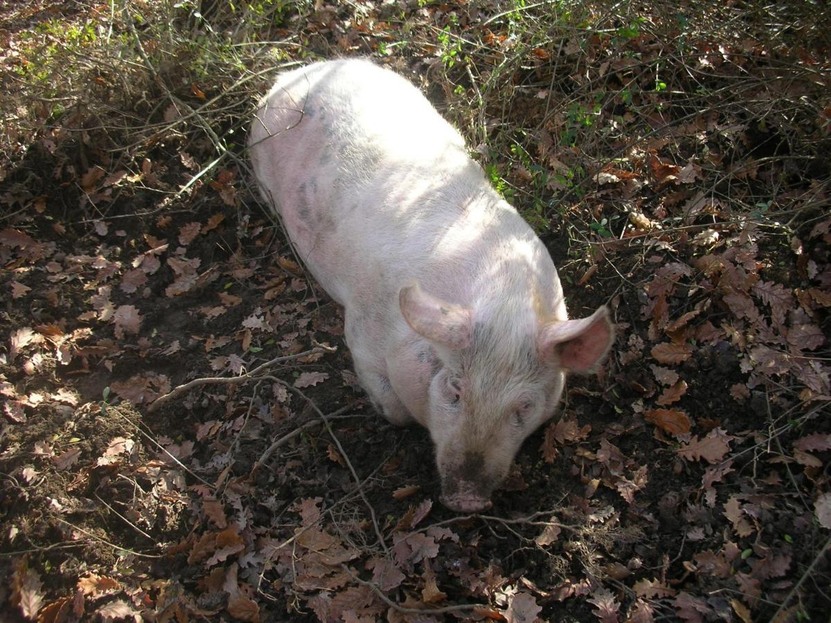 Affittacamere La Fornace Rigomagno Esterno foto